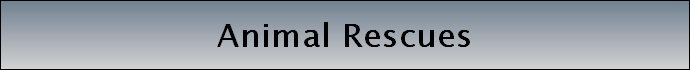 Animal Rescues